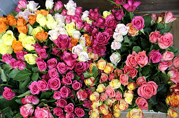 Flowers, Roses, Multicolored, Lot HD wallpaper