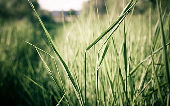 Grass, Summer, Macro, Shine, Light, Shadow HD wallpaper