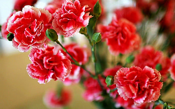 Carnation , Top , Floral backgrounds, Nature's gift HD wallpaper