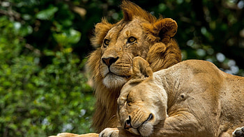 Love, pisica, leu, leopard, jaguar HD wallpaper