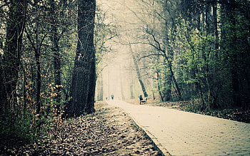 Nature, Trees, Road, Forest, Park, Paints, Roadside, Shoulder HD wallpaper