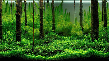 Plants, Aquariums HD wallpaper