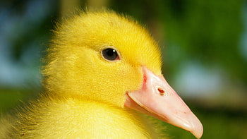 Duckling, Ducks HD wallpaper