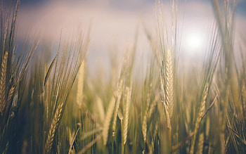 Grass, Macro, Barbed, Spiny, Ears, Spikes HD wallpaper