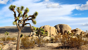 Joshua Tree, Wide , High resolution, Breathtaking landscapes HD wallpaper