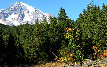 Nature, Trees, Grass, Sky, Mountains, Summer, Spruce, Fir HD wallpaper