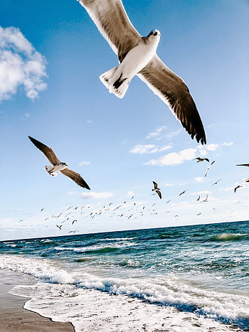Seagulls flying over a sunny beach with waves crashing onto the shore. HD phone wallpaper