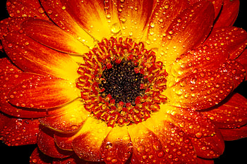 Drops, Flower, Macro, Petal HD wallpaper