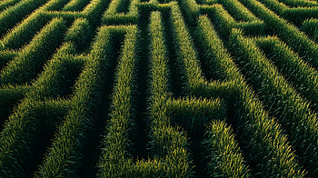 Corn Maze Adventure - Ultra, corn maze, maze, cornfield, Agriculture HD wallpaper