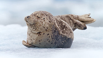 Animals, Snow, To Lie Down, Lie, Seal, Walrus HD wallpaper