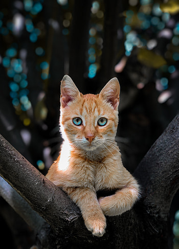 Goddess, animalgraphy, nature, cat, animal, catgraphy, tiger, eyes, lion HD phone wallpaper