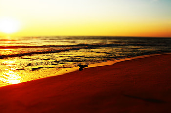 Nature, Sunset, Sea, Waves, Beach, Bird HD wallpaper