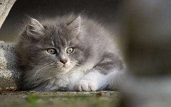 Animals, Kitty, Kitten, Muzzle, Grey, Sight, Opinion HD wallpaper