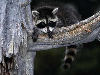 Animals, Sit, Branch, Striped, Raccoon HD wallpaper