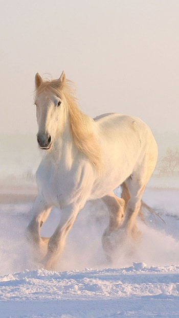 Running horse , Energetic and , Mobile charm, Captivating backdrop HD phone wallpaper