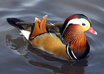 Real body art, animal, duck, art, body, real, , colours, water HD wallpaper