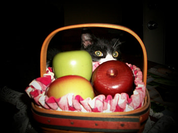 i see u, cats, kitten, kitty, kittens HD wallpaper