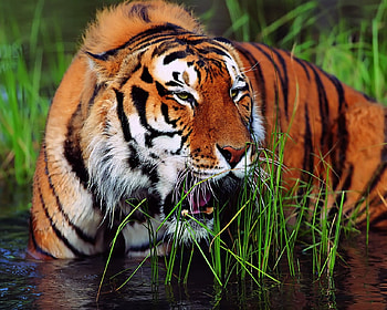 Tiger, river, big cat, head, wild, water HD wallpaper