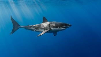 High-resolution shark, , Majestic and powerful, Shark's aquatic realm HD wallpaper