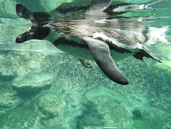 Humbolt Penguin Underwater Full Body, Humbolt Penguin Underwater, Penguin Underwater, Underwater, Penguin, Colchester Zoo, Humbolt, Underwater Penguin, Humbolt Penguin HD wallpaper
