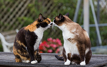 Animals, Cats, Tenderness, Kiss HD wallpaper