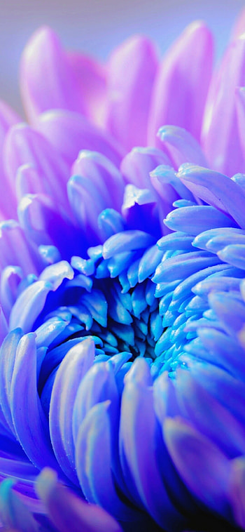 Purple flower , Chrysanthemum close-up, Macro bloom, Delicate flower details HD phone wallpaper