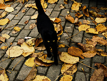 Black Kitty, black cat, black, graphy, fall, cute, beautiful, leaves, autumn, leaf HD wallpaper