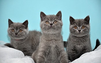 Animals, To Lie Down, Lie, Three, Kittens HD wallpaper