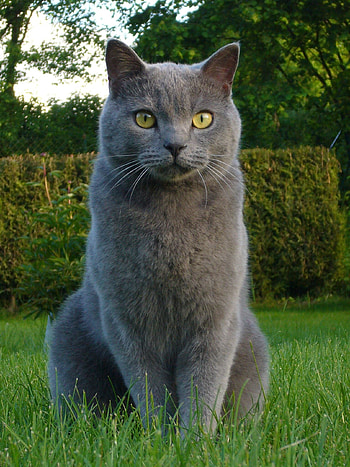 Chartreux Cat, Playful feline, Soft grey fur, Adorable face HD phone wallpaper