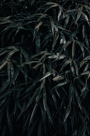 Leaves, Plant, Dark, Shadows HD phone wallpaper