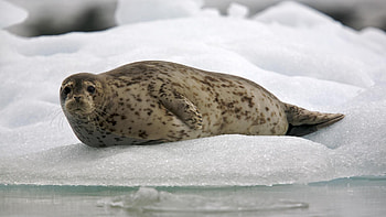 Animals, Ice, Snow, Lie, To Lie Down, Seal HD wallpaper