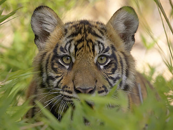 Animals, Grass, Young, Muzzle, Predator, Tiger, Joey HD wallpaper