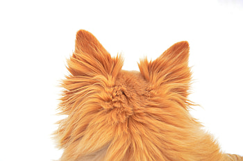 Ears, furry dog, animal, back HD wallpaper