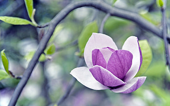 Grass, Flower, Macro, Glare, Petals, Branch HD wallpaper