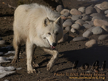 FOR LOKI, animals, mud, white wolf, dogs, nature, grey wolf, loki HD wallpaper