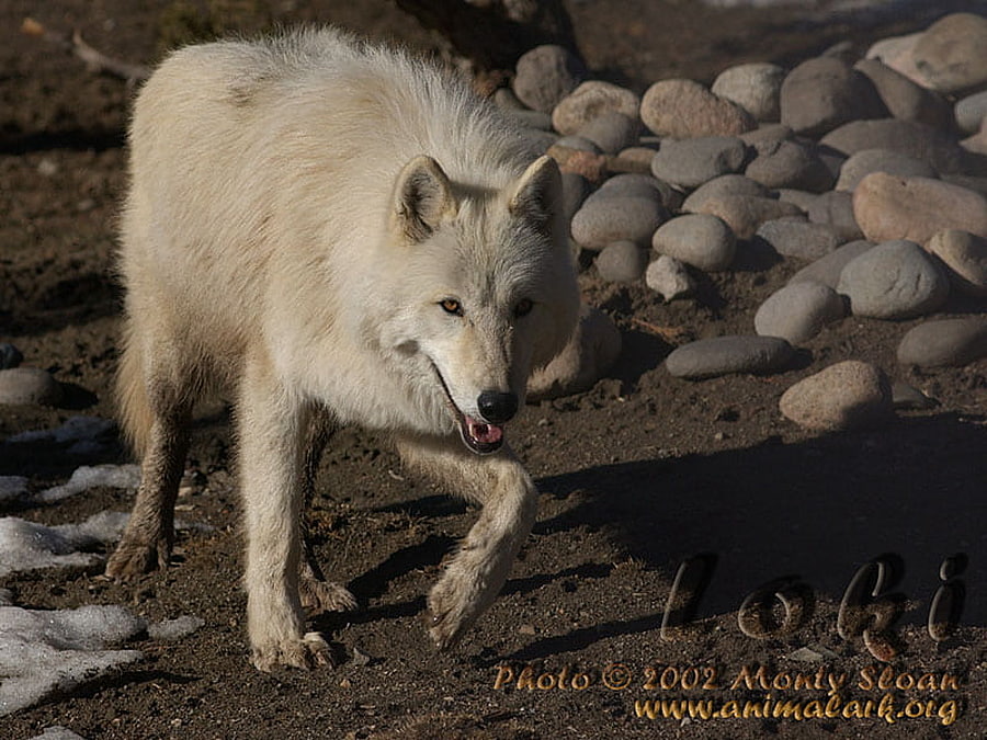 FOR LOKI, animals, mud, white wolf, dogs, nature, grey wolf, loki HD wallpaper