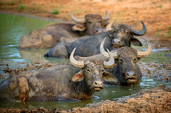 Buffalo in dirt in Yala National Park, Animal, buffalo HD wallpaper