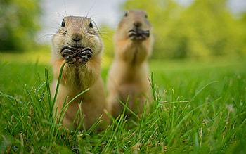 Prairie Dog , Posted by Samantha Sellers HD wallpaper