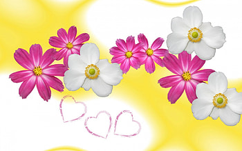 white and pink flowers, pink, white, heart, flower HD wallpaper
