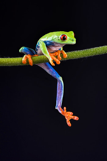Red Eyed Tree Frog, Captivating graphy, Bournemouth's hidden gem, Mesmerizing amphibian HD phone wallpaper