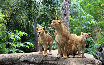 Animals, Stones, Lions, Forest, Couple, Pair HD wallpaper