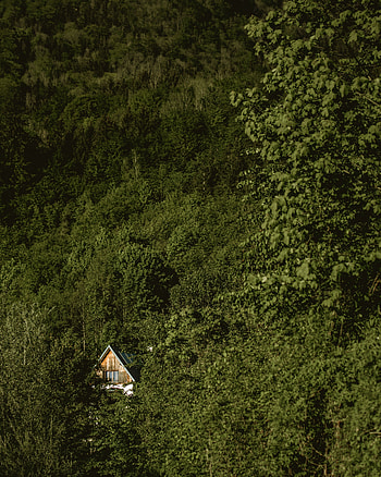 Nature, Trees, Privacy, Seclusion, Forest, House HD phone wallpaper