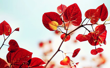 Plants, Leaves HD wallpaper