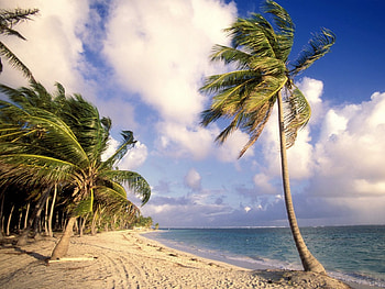 Punta cana, coqueiro, ceu, azul, mar, natureza HD wallpaper