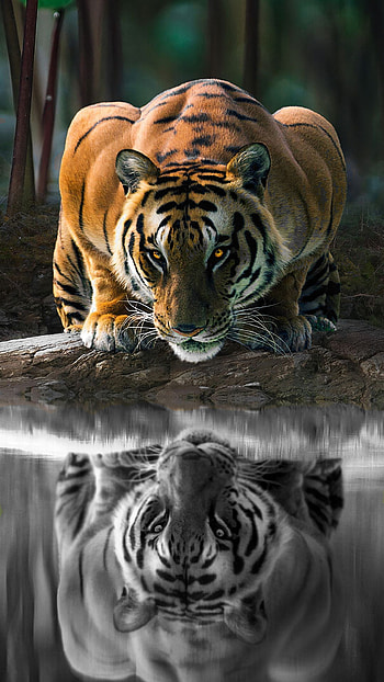 Oh that is me, bengal_tiger, reflection, animal, black-and-white, tiger HD phone wallpaper