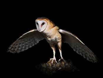 owl, w, l, wall, paper, o HD wallpaper