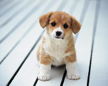 Puppy, dogs, animals HD wallpaper