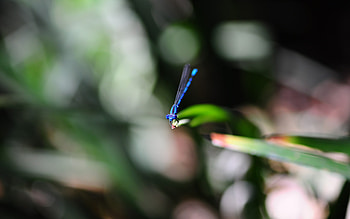 Bluet, blue, insects, animals, damselfly HD wallpaper