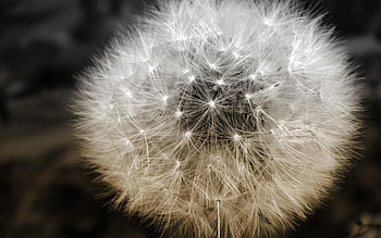 Flower, Plant, Macro, Dandelion, Fluff, Fuzz, Seeds, Seed HD wallpaper