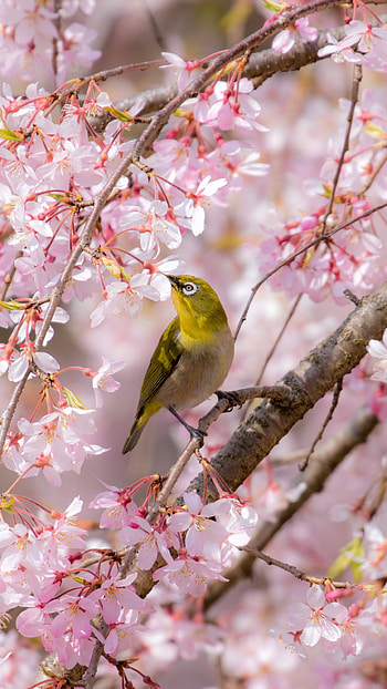 Sakura Whisper: Japanese White-eye, Animal HD phone wallpaper